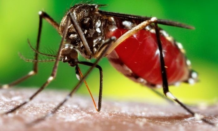 चितवनमा जापानीज इन्सेफ्लाइटिसका कारण मृत्यु हुनेको संख्या ६ पुग्यो